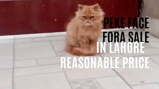 Persian Peke Male Kitten For Sale In Lahore || Persian golden kitten in Pakistan #pets #catlover by persian cat Gujranwala 72 views 3 months ago 2 minutes, 19 seconds