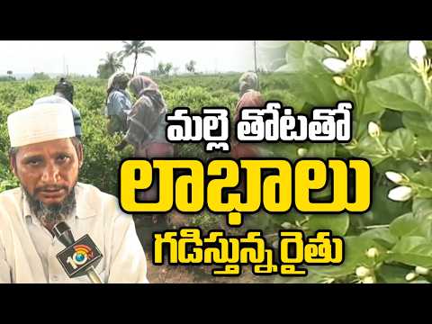 Farmer Success Story |Earning Profits with Jasmine Cultivation | మల్లె తోటతో లాభాలు గడిస్తున్న రైతు - 10TVNEWSTELUGU
