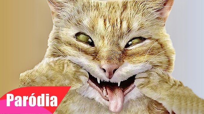 Gatos falando em português e inglês tente não rir! . . . . #gatosengr