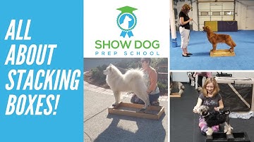 Stacking Boxes and Other Stacking Tools for Show Dogs