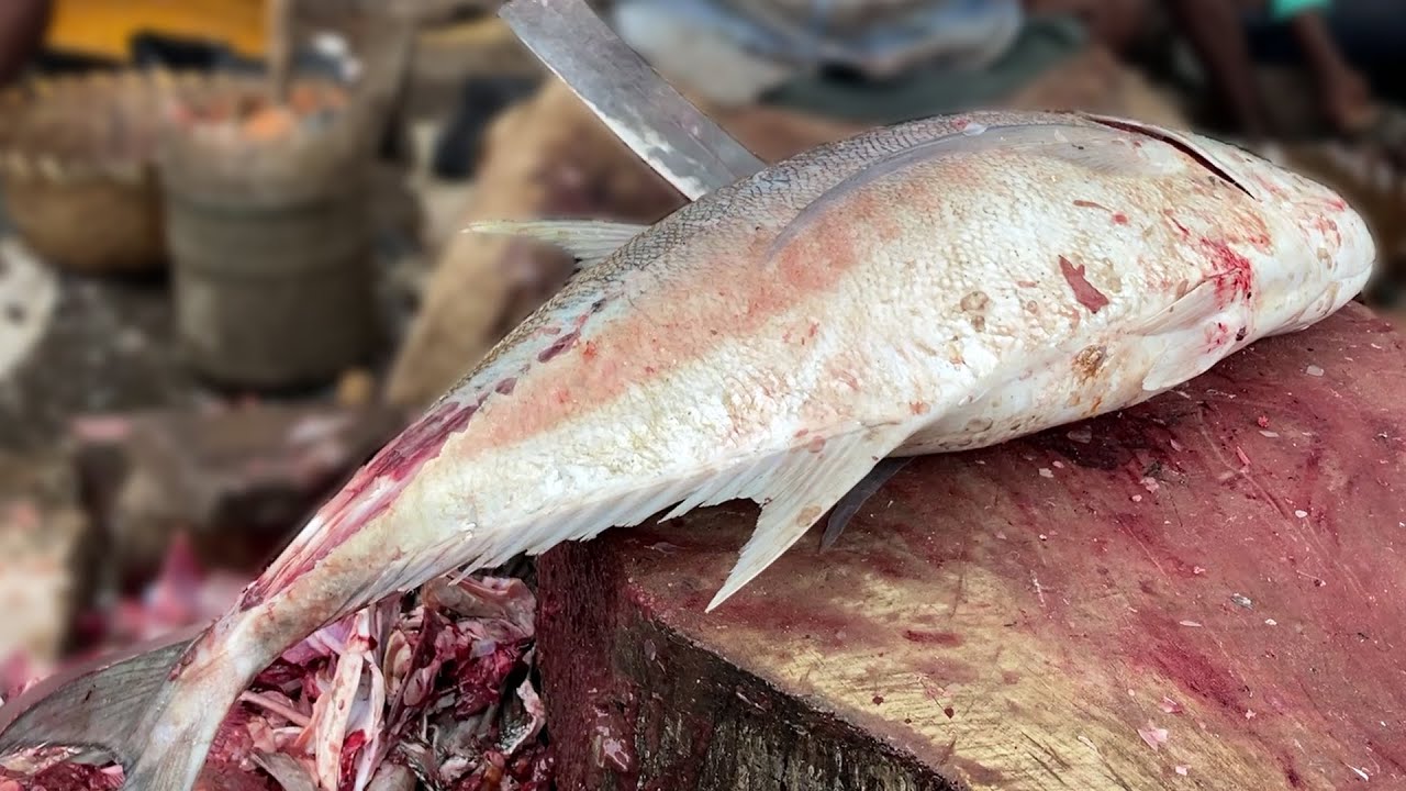 Express Speed Cuttings of Monster size Trevally fish| Masters of fish cutting#19