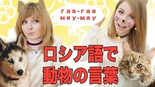 ロシア語で動物の鳴き声は何っていいますか あしやのロシア語講座 Youtube