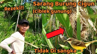 Tidak Di Sangka Ada Sarang Burung Cigun(Ciblek Gunung) Dalam Rumput Ilalang!!