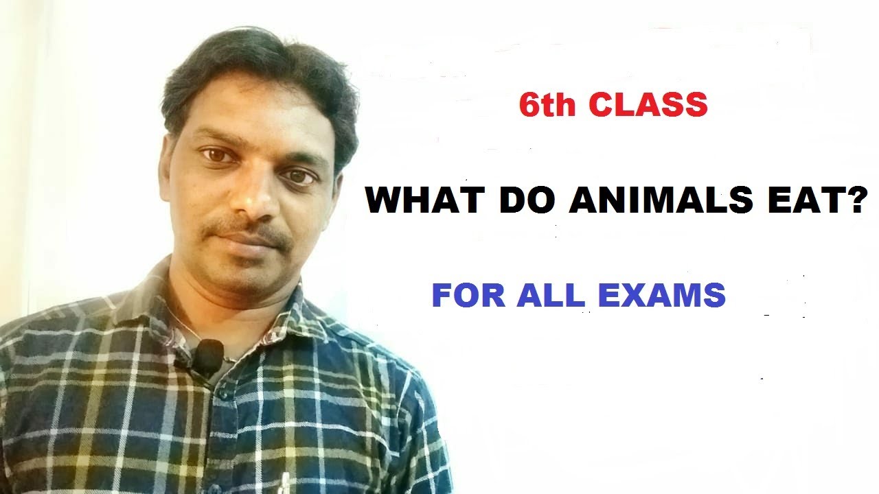 6th Class Lesson " WHAT DO ANIMALS EAT?" YouTube