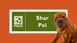 Shar Pei Fun Facts