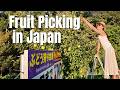 Escaping the Summer Heat: Fruit Picking in Yoichi, Hokkaido 🍓