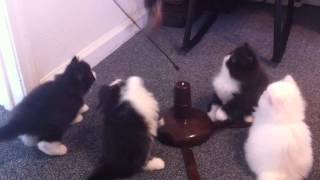 Persian Kittens Playing by Shaylee S 112 views 10 years ago 30 seconds