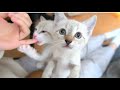 【生後46日】名前を呼ぶと「みゃー!」とお返事してくれる子猫と指しゃぶり子猫【保護子猫】