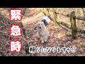 【大型犬】緊急時頼りになるのか検証してみた・・・。 #メイちゃんねる