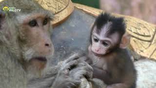 Newborn Baby Monkey Crying