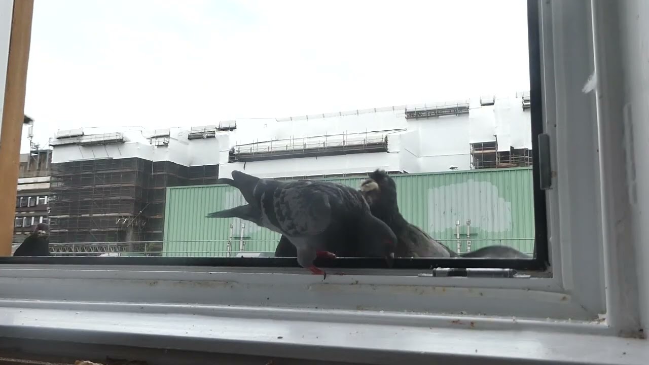 Week 6: Get Out Pigeons This Isn't For You