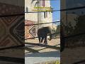 🐘 Знакомимся с новым жителем казанского зоопарка - слоном Филимоном #shorts