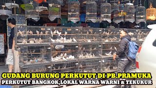 COLORFUL TURTLE DOVE WAREHOUSE!!! LATEST TURTLE DOVE PRICES AT BMS KIOSK, PRAMUKA BIRD MARKET