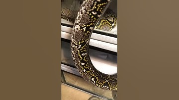 Anthrax love 🤘🐍🤘