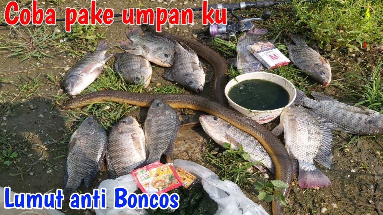 Dengan umpan jitu dapat banyak Nila Babon,