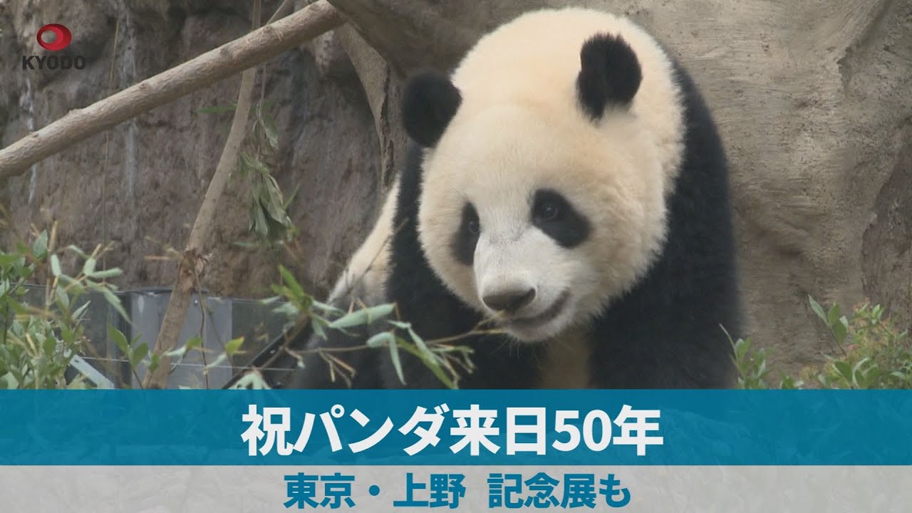 祝パンダ来日50年 東京・上野、記念展も - YouTube