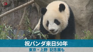 祝パンダ来日50年 東京・上野、記念展も