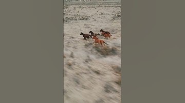 Thumbnail of #wild #horses #mustang #newmexico #drone #travel #vanlife