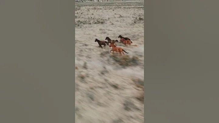 #wild #horses #mustang #newmexico #drone #travel #vanlife - DayDayNews