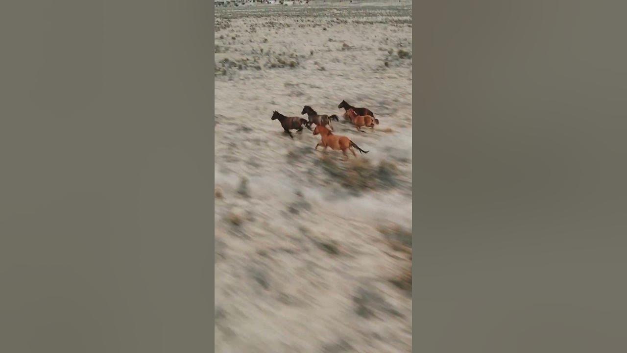 #wild #horses #mustang #newmexico #drone #travel #vanlife