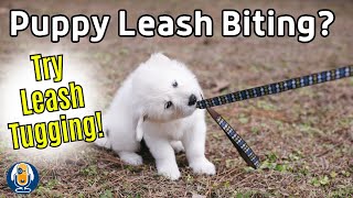 Help, My Dog Keeps Biting The Leash! Use Tugging On Lead To Your Walking Advantage by Dogs That 3,685 views 2 months ago 2 minutes, 54 seconds