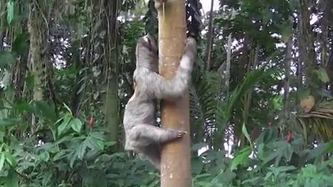 Qual è l'animale lento?