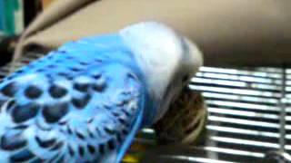 セキセイインコのエンタープライズ(40)