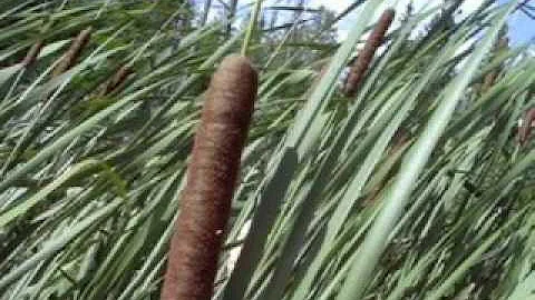 Gathering & Drying Cattail Leaves~The Wicker Woman