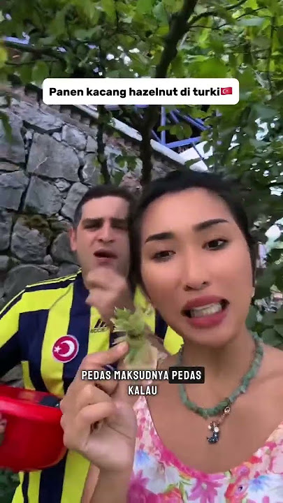 Download lagu panen kacang hazelnut di turkey #buleturkey #comedy #shortvideo