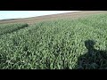 Яровая пшеница, сорт Ликамеро (05.06.19)