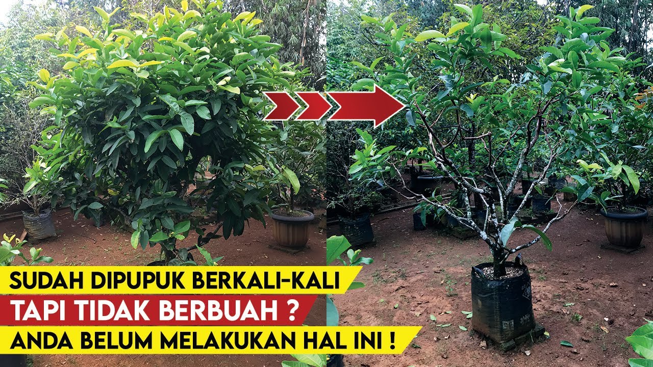 Как обрезать деревья водяной гуавы, чтобы они быстрее приносили плоды