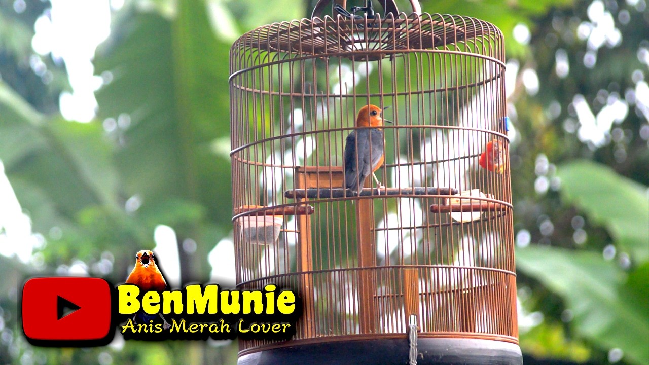 SUARA ANIS MERAH GACOR CEPAT DIIKUTI ANIS MERAH LAIN SANGAT PAS UNTUK PANCINGAN #anismerah