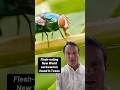 Flesh-eating New World screwworm found in Texas #shorts