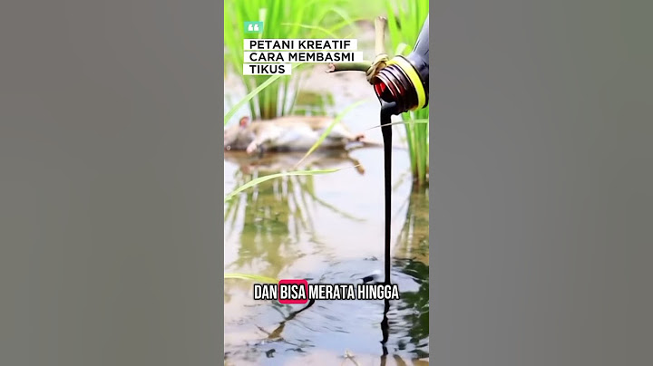 Petani kreatif Gunakan Oli bekas untuk membasmi hama tikus #farming #hamatikus #sawah #kreatif #tani