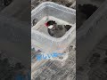 実家で豪快に水浴びする文鳥