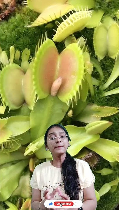 do-insectivorous-plants-perform-photosynthesis-youtube
