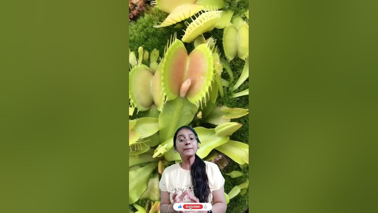 Do insectivorous plants perform photosynthesis? YouTube