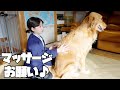 【大型犬1歳のいる生活#26】前日に遊びすぎてダラダラ過ごす愛犬の1日