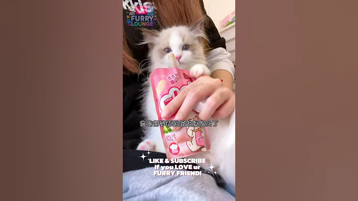 Video 5353621: siamese cat funnycats cutecats, siamese pets cat cutecat, siamese cats pets cute, ragdollkittens funnycat, cat cute kitten dog