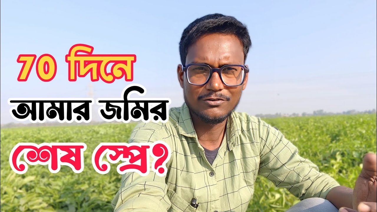 ৭০ দিনের আলু মাঠ থেকে live | নিজের জমিতে শেষ পরিচর্যা Step by Step