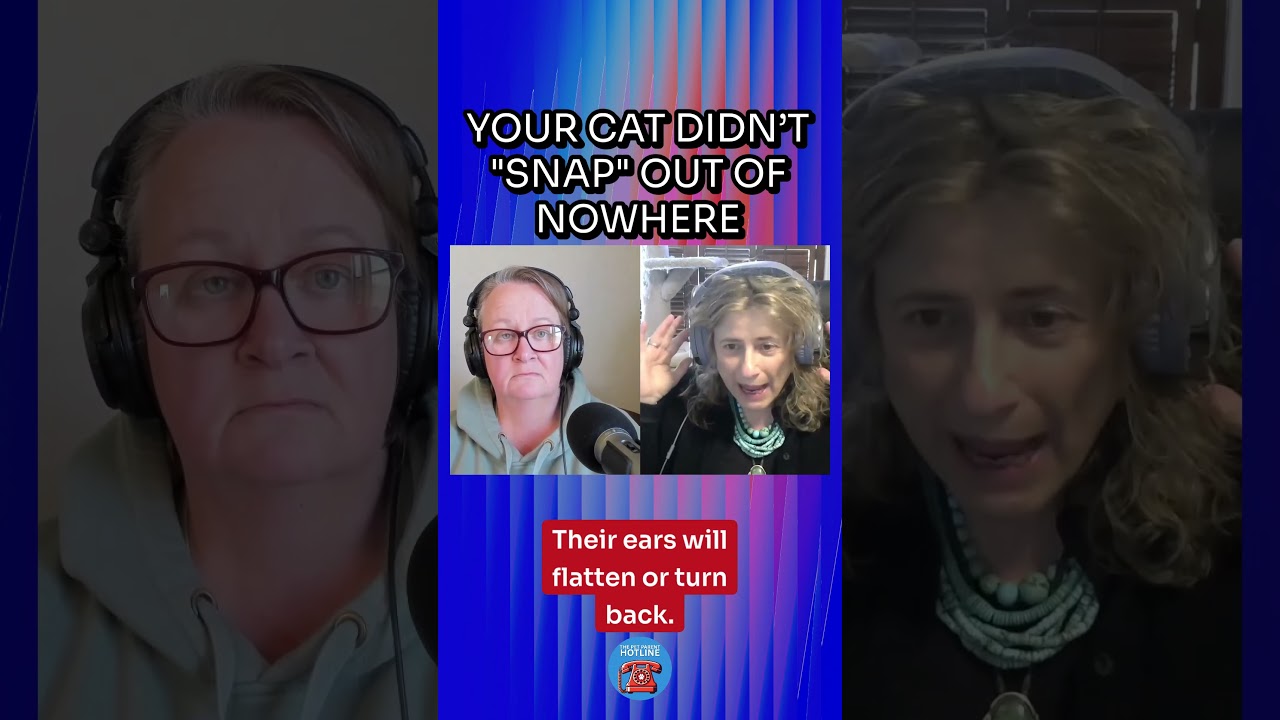 Cat Aggression Doesn't Come Out of Nowhere