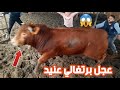 فحص عجل برتغالي عنيد داخل مزرعة عاهد النجار 