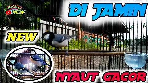 Pancing bunyi gelatik wingko gacor 