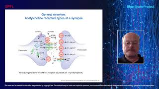 Blue Brain Seminar - Cell-specific cholinergic modulation of neocortical neurons.