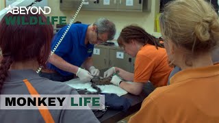 S11E16 | Freya Suffers A Possible Life Changing Injury | Monkey Life | Beyond Wildlife