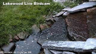 Live Fountain Bird Camera