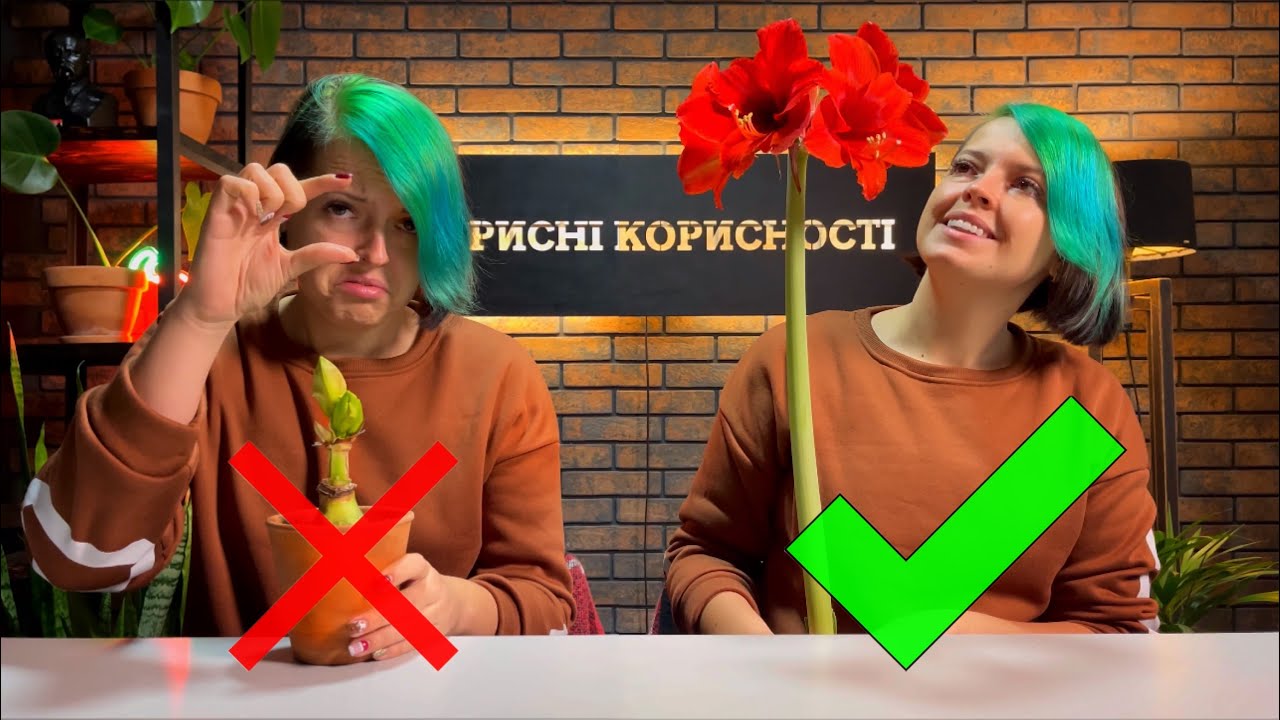 Як посадити Амариліс . Посадка, яка гарантує гіганські квіти.