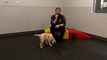 Teaching a Puppy the Drop It Command