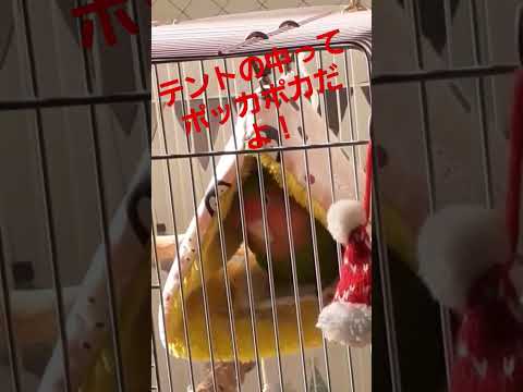 半日以上、テントで過ごした日 #コザクラインコ #小鳥のいる生活