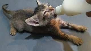 Rescue Orphan Kitten And His Sister Not Interested In Chicken But Crazy For Bottle Feeding